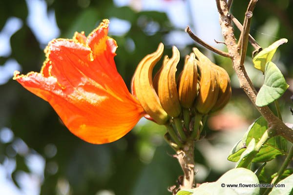 Spathodea campanulata, Spathodea nilotica, African Tulip Tree, Flame-of-the-Forest,עץ הטוליפ ,מתחלית פעמונית