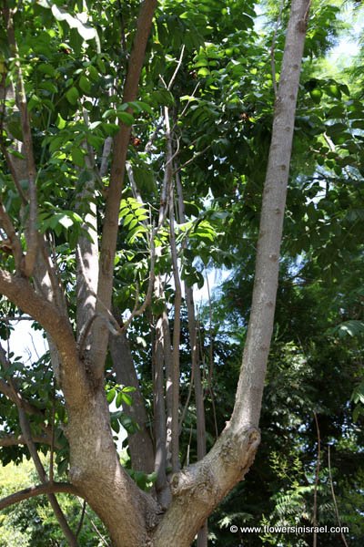 Spathodea campanulata, Spathodea nilotica, African Tulip Tree, Flame-of-the-Forest,עץ הטוליפ ,מתחלית פעמונית