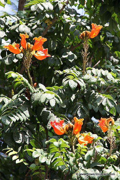 Spathodea campanulata, Spathodea nilotica, African Tulip Tree, Flame-of-the-Forest,עץ הטוליפ ,מתחלית פעמונית