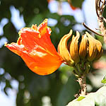 Spathodea campanulata, Israel, Flora, Flowers, Plants