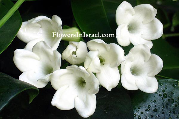 Common name Madagascar Jasmine Bridal Bouquet Waxflower Hawaiian Wedding