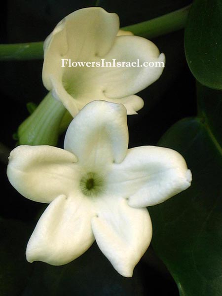 Martha's backyard, exotic flowers,Stephanotis floribunda, סטפנוטיס רב-פרחים