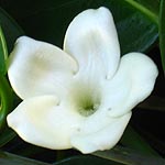 Stephanotis floribunda, Israel, Flora, Flowers, Plants