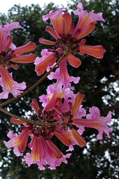 Tabebuia impetiginosa, Handroanthus impetiginosus, Purple Tabebuia, pink ipê, pink lapacho, pink trumpet tree, טבבויה איפה,  عيفقان