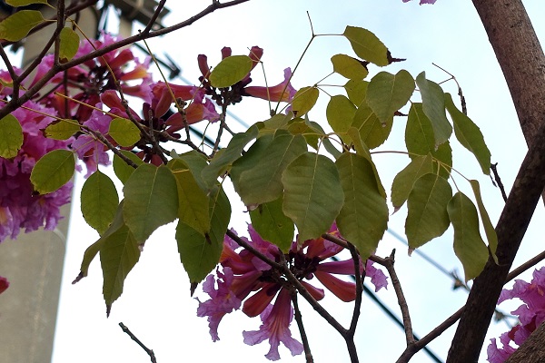 Tabebuia impetiginosa, Handroanthus impetiginosus, Purple Tabebuia, pink ipê, pink lapacho, pink trumpet tree, טבבויה איפה,  عيفقان