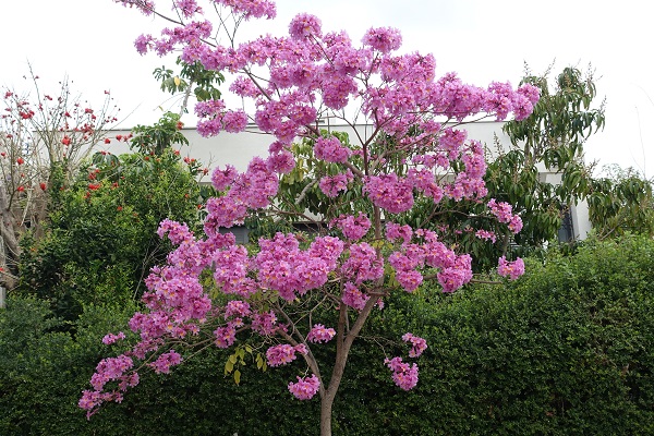 Tabebuia impetiginosa, Handroanthus impetiginosus, Purple Tabebuia, pink ipê, pink lapacho, pink trumpet tree, טבבויה איפה,  عيفقان