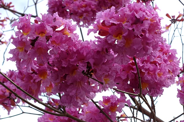 Tabebuia impetiginosa, Handroanthus impetiginosus, Purple Tabebuia, pink ipê, pink lapacho, pink trumpet tree, טבבויה איפה,  عيفقان