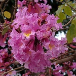 Tabebuia impetiginosa, Handroanthus impetiginosus, Purple Tabebuia, pink ipê,pink lapacho, pink trumpet tree, טבבויה איפה, عيفقان