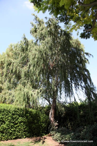 Taxodium distichum, Bald cypress, Swamp cypress,  تاكسوديم ,טקסודיון דו-טורי 