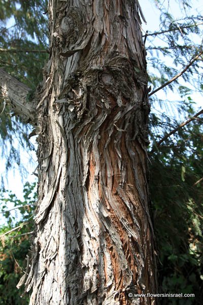 Taxodium distichum, Bald cypress, Swamp cypress,  تاكسوديم ,טקסודיון דו-טורי 