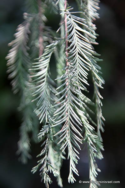 Taxodium distichum, Bald cypress, Swamp cypress,  تاكسوديم ,טקסודיון דו-טורי 