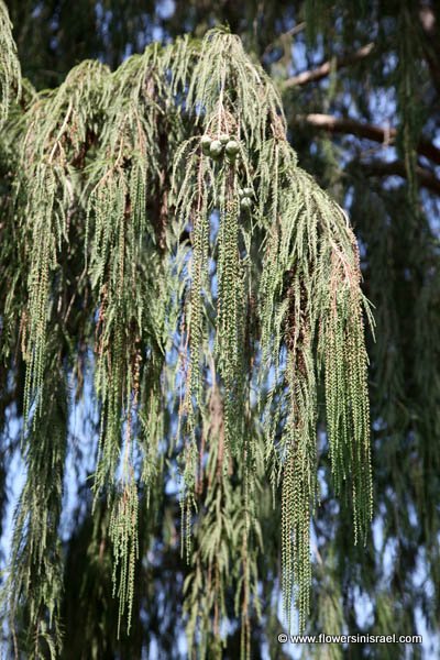 Taxodium distichum, Bald cypress, Swamp cypress,  تاكسوديم ,טקסודיון דו-טורי 