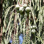 Taxodium distichum, Israel, Flora, Flowers, Plants