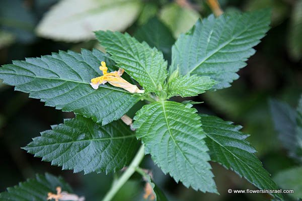 Turnera ulmifolia, Ramgoat dashalong, Yellow Buttercups, Yellow Alder, Sage Rose, טורנרה בוקיצתית 