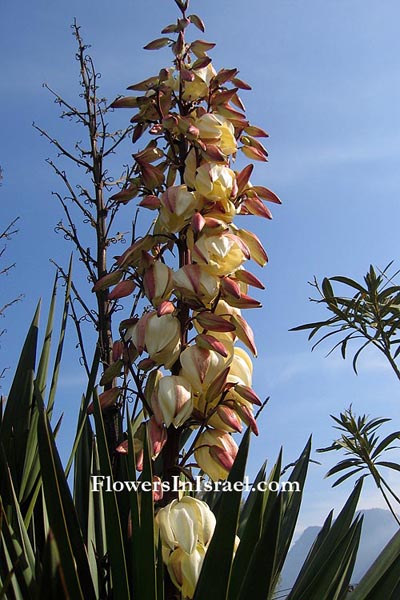 Yucca filamentosa, Spoonleaf yucca, Filament yucca, or Adam's Needle,יוקה סיבית