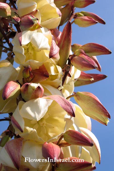 Yucca filamentosa, Spoonleaf yucca, Filament yucca, or Adam's Needle,יוקה סיבית