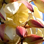 Yucca filamentosa, Israel, Flora, Flowers, Plants