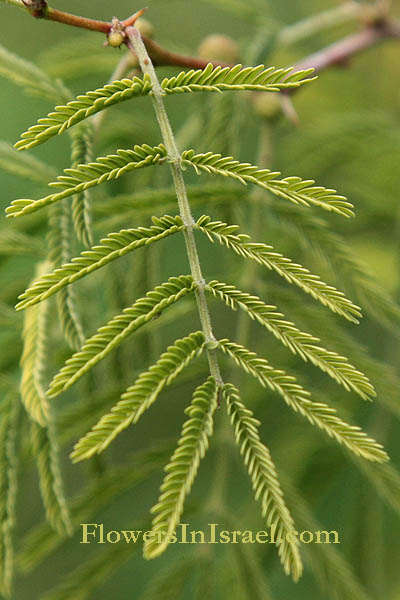 Acacia farnesiana, Mimosa 
farnesiana, Vachellia farnesiana, Sweet acacia, Needle Bush, Cassie, Huisache, שיטת המשוכות