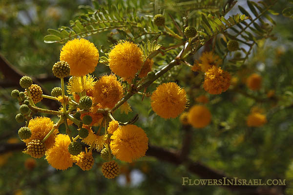 Acacia farnesiana, Mimosa farnesiana, Vachellia farnesiana, Sweet acacia, Needle Bush, Cassie, Small's acacia, huisache dulce, שיטת המשוכות, سنط عربي,Espinillo blanco