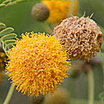 Acacia farnesiana, Israel, Orange Flowers