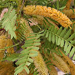 Acacia laeta, Israel, Yellow Flowers