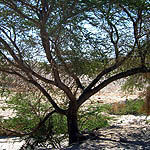 Acacia pachyceras, Israel, Yellow Flowers