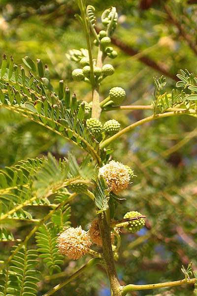 Acacia raddiana,Twisted Acacia,Common Acacia, שיטה סלילנית