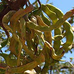 Acacia raddiana, Flora, Israel, wild flowers