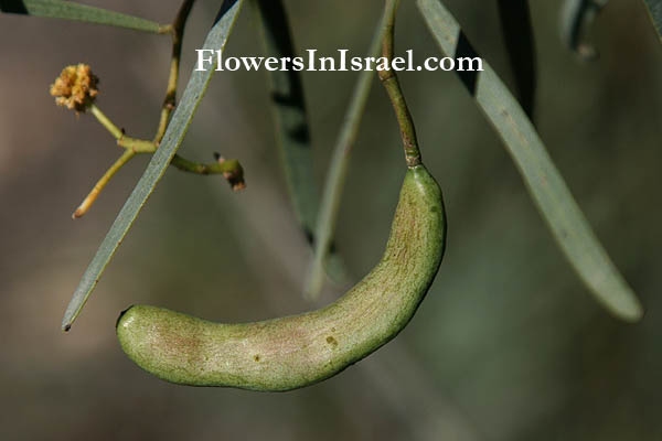 Acacia salicina,Racosperma salicinum, Willow Acacia, Willow wattle, Australian Willow, Broughton Willow, שיטה עלי-הערבה