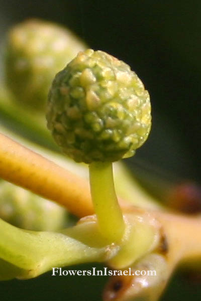 Trees of Israel, Native plants, Palestine