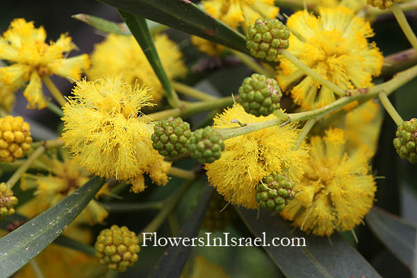 Acacia saligna, Acacia cyanophylla, Sydney Golden Wattle,Golden-wreath Wattle, שיטה כחלחלה, أكاسيا ساليغنا