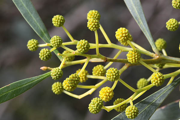 Vilda blommor i Israel