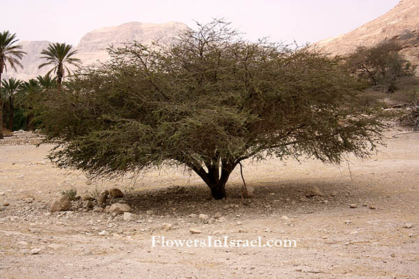 Israel native Trees - Acacia tortilis, Umbrella Thorn Acacia,سمر ,שיטת הסוכך