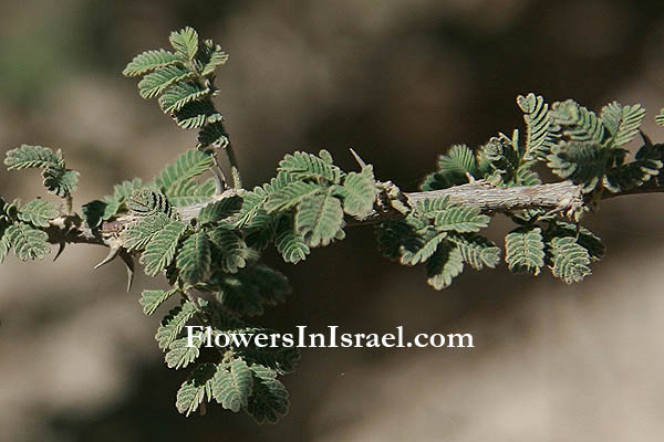 Acacia tortilis, Umbrella Thorn Acacia, שיטת הסוכך