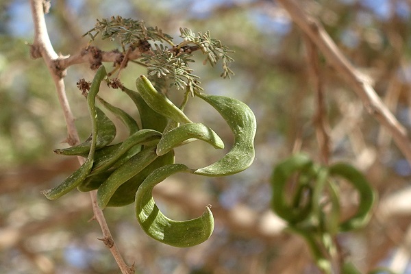 Acacia tortilis, Umbrella Thorn Acacia, שיטת הסוכך, السنط الملتوي