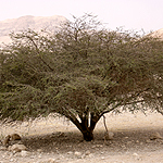 Acacia tortilis, Flowers, Israel