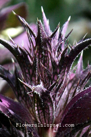 Acanthus syriacus, Syrian bear's breech,Kotsitz Suri,חרול,charûl, קוציץ סורי, شوك آف الدب