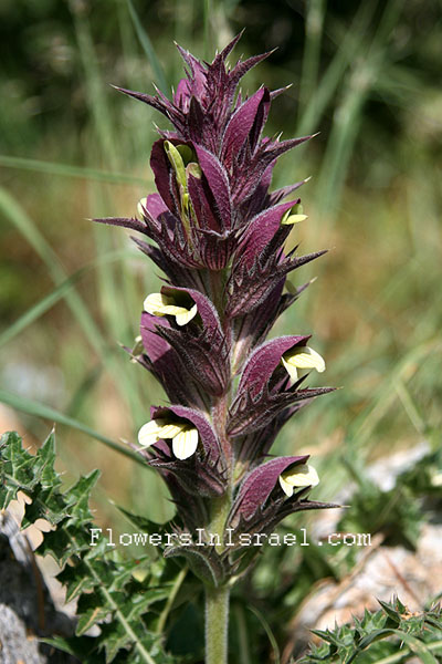 Acanthus syriacus