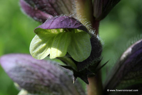 Acanthus syriacus, Syrian bear's breech, קוציץ סורי, charûl, كف الدب,شوك الجمل