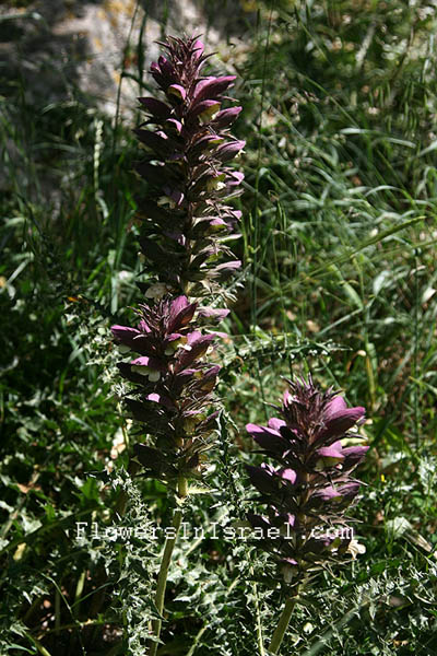 Flowers in Israel: Acanthus syriacus,Syrian bear's breech,Kotsitz Suri, חרול,charûl, קוציץ סורי, شوك آف الدب