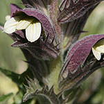 Acanthus syrica, Flora, Israel, wild flowers