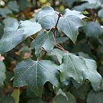 Acer obtusifolium, Flowers, Israel