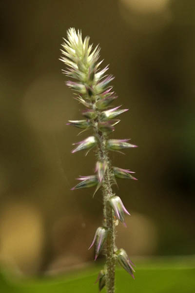 Achyranthes aspera, Washerman's plant, Prickly chaff flower, Devil's horsewhip, רב-מוץ מחוספס, چرچٹہ آشنین