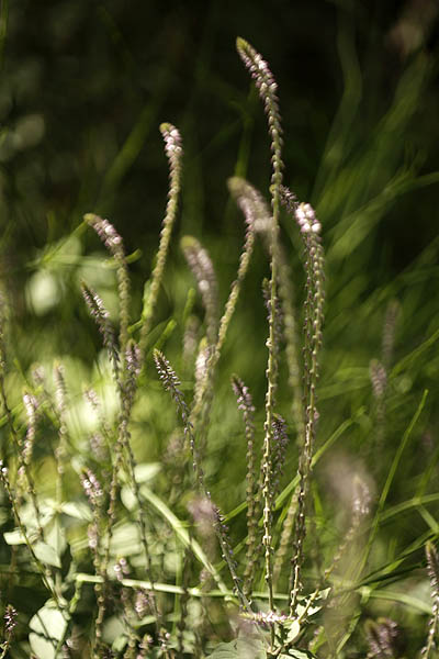 Achyranthes aspera, Washerman's plant, Prickly chaff flower, Devil's horsewhip, רב-מוץ מחוספס