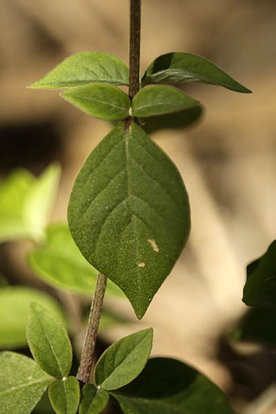 Achyranthes aspera, Washerman's plant, Prickly chaff flower, Devil's horsewhip,چرچٹہ آشنین ,רב-מוץ מחוספס