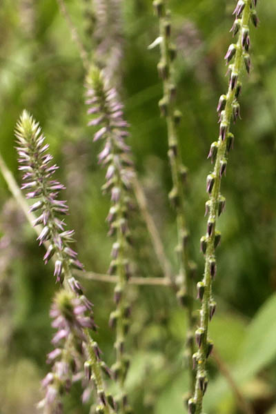 Achyranthes aspera, Washerman's plant, Prickly chaff flower, Devil's horsewhip, چرچٹہ آشنین, רב-מוץ מחוספס