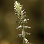 Achyranthes aspera, Flora, Israel, wild flowers