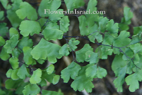 Adiantum capillus-veneris, Southern maidenhair fern, كزبرة البئر ,שערות שולמית,פרחים וצמחי בר בארץ ישראל, בוטניקה