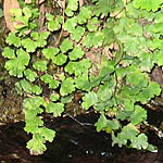 Adiantum capillus-veneris, Southern maidenhair fern, Hebrew: שערות שולמית, Arabic: كزبرة البئر 