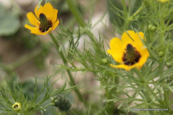 Adonis dentata, Toothed Pheasant's Eye, דמומית משוננת, أدونيس مسنن